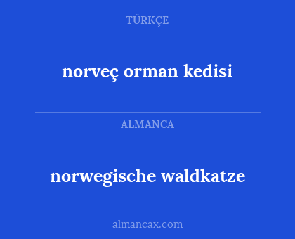 norwegische waldkatze - norveç orman kedisi