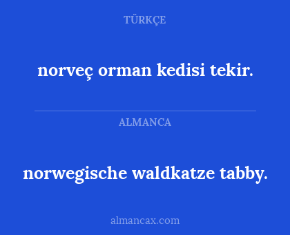 norwegische waldkatze tabby. - norveç orman kedisi tekir.