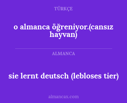 o almanca öğreniyor.(cansız hayvan) - sie lernt deutsch (lebloses tier)