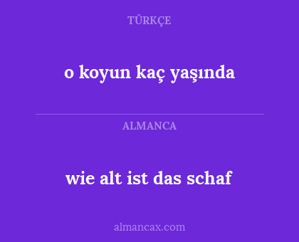 o koyun kaç yaşında - wie alt ist das schaf