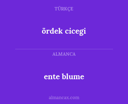 ördek cicegi - ente blume
