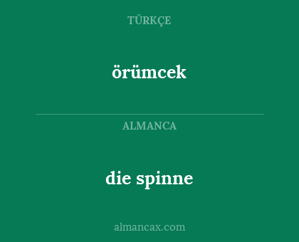örümcek - die spinne