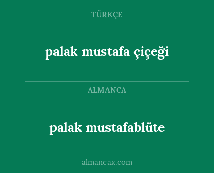 palak mustafa çiçeği - palak mustafablüte