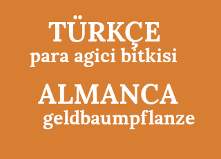 para+agici+bitkisi-geldbaumpflanze.png