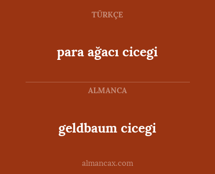 geldbaum cicegi - para ağacı cicegi