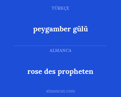 peygamber  gülü - rose des propheten
