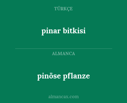 pinöse pflanze - pinar bitkisi