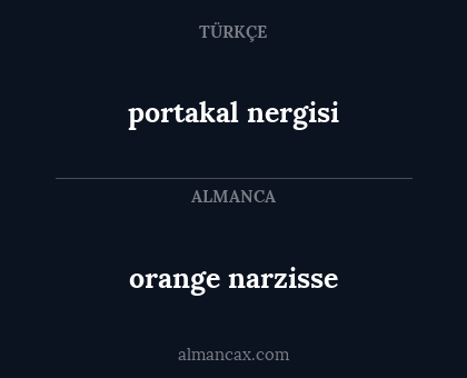 orange narzisse - portakal nergisi