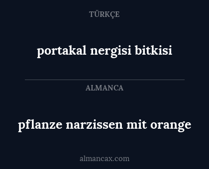 pflanze narzissen mit orange - portakal nergisi bitkisi