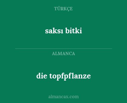 saksı bitki - die topfpflanze