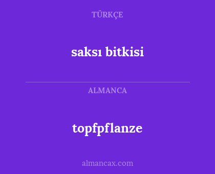 topfpflanze - saksı bitkisi