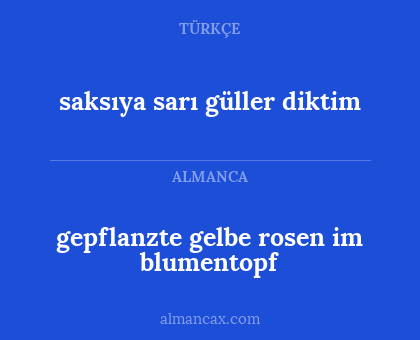 gepflanzte gelbe rosen im blumentopf - saksıya sarı güller diktim