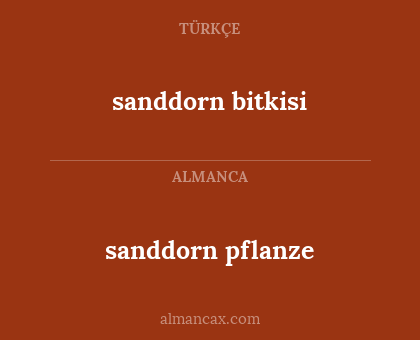 sanddorn bitkisi - sanddorn pflanze