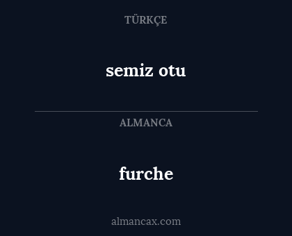 furche - semiz otu