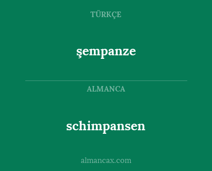 schimpansen - şempanze