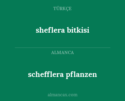 schefflera pflanzen - sheflera bitkisi