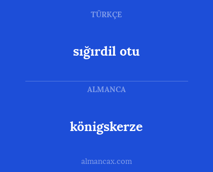 königskerze - sığırdil otu