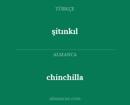 chinchilla - şitınkıl