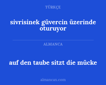 auf den taube sitzt die mücke - sivrisinek güvercin üzerinde oturuyor