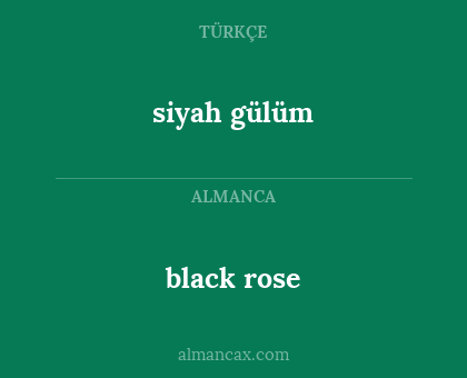 black rose - siyah gülüm