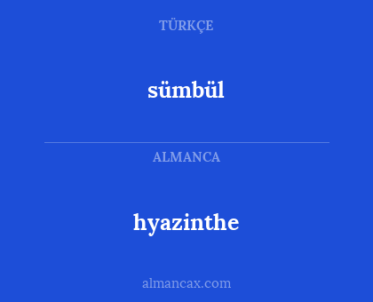 hyazinthe - sümbül