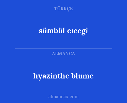 sümbül cıcegi - hyazinthe blume