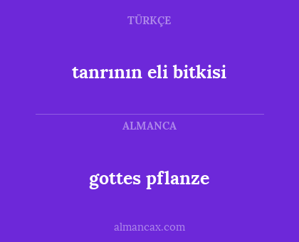 tanrının eli bitkisi - gottes pflanze