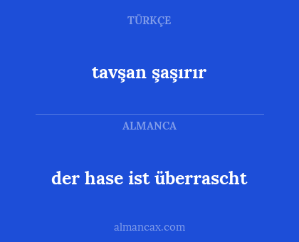 tavşan şaşırır - der hase ist überrascht