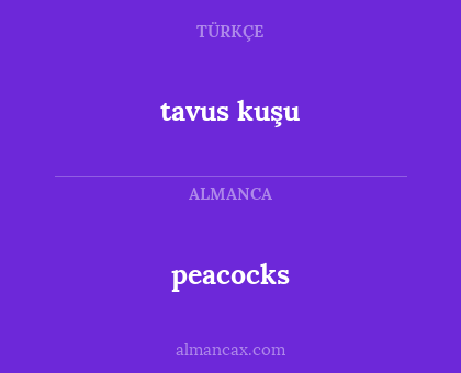 peacocks - tavus kuşu