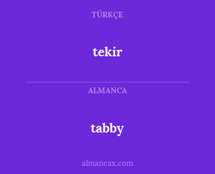 tabby - tekir