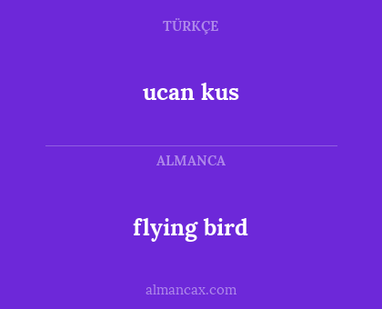 flying bird - ucan kus