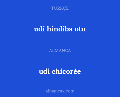 udi chicorée - udi hindiba otu
