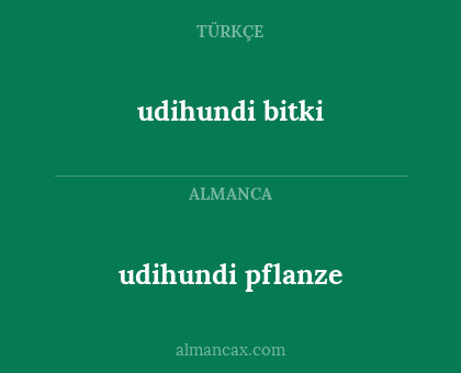 udihundi bitki - udihundi pflanze
