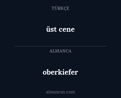 oberkiefer - üst cene