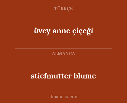stiefmutter blume - üvey anne çiçeği