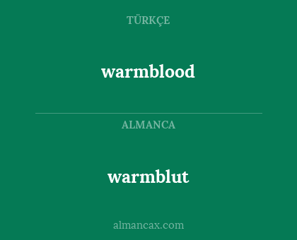 warmblut - warmblood
