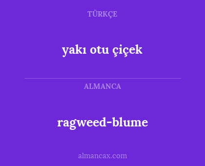 ragweed-blume - yakı otu çiçek