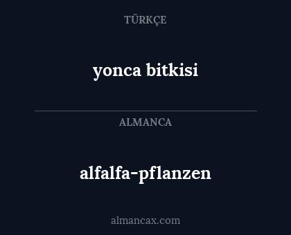 alfalfa-pflanzen - yonca bitkisi
