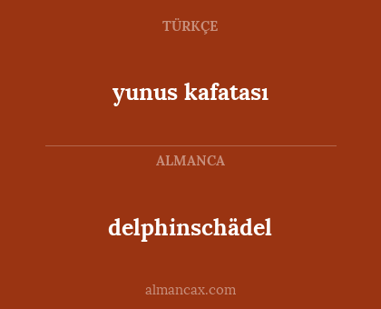 delphinschädel - yunus kafatası