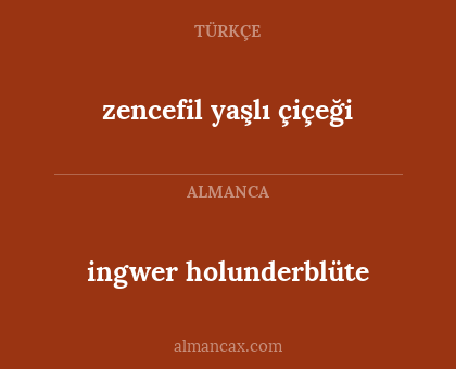 zencefil yaşlı çiçeği - ingwer holunderblüte