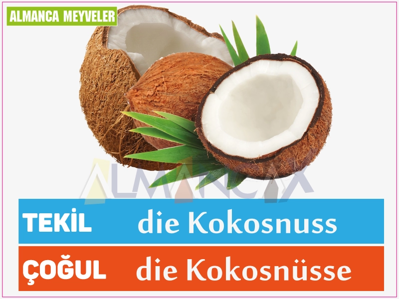 Saksa kookospähkli puuvili