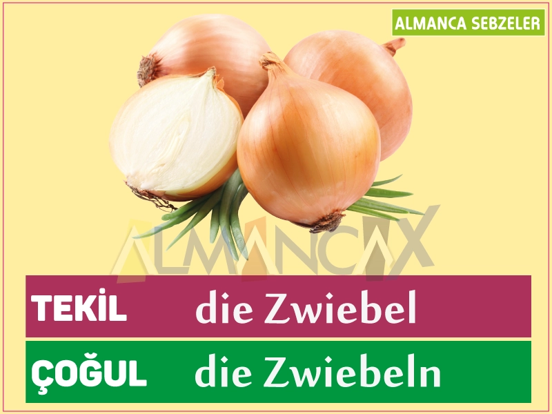 Almanca Sebzeler - Soğan