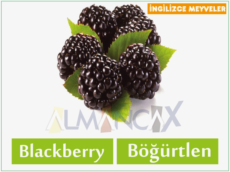 ໝາກ ໄມ້ອັງກິດ - blackberries ພາສາອັງກິດ