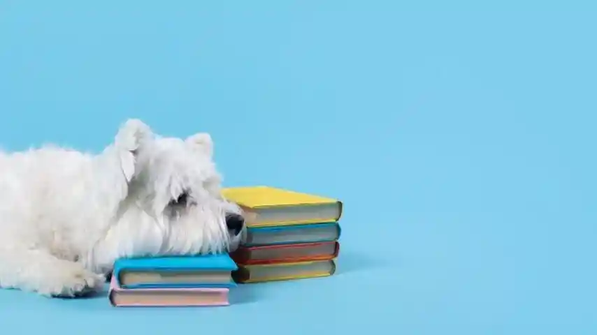 Yaz tatili İngilizce karşılığı? İngilizce yaz tatili kelimesi ne?