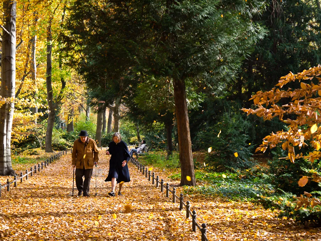 Berlin Tiergarten parkında sonbahar yapraklarının arasında yürüyüş yapan yaşlı bir çift