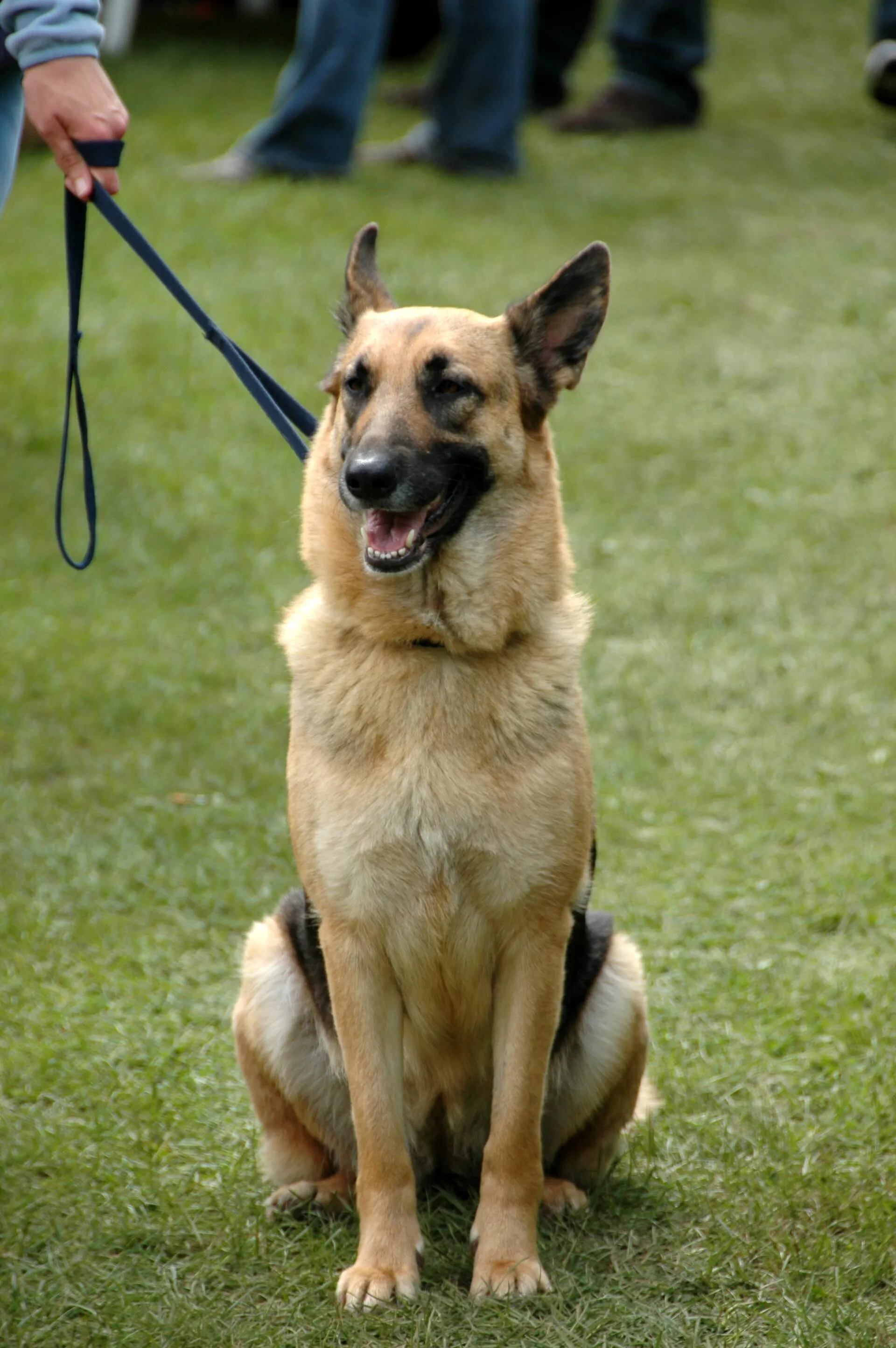 Tasmayla oturan bir Alman kurdu köpeği