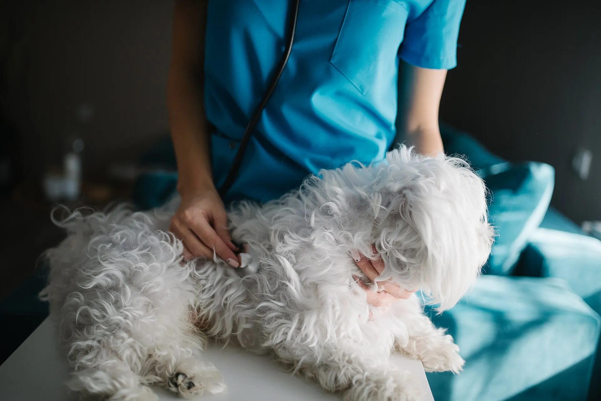 Bir veteriner steteskopla maltese ırkı bir köpeği muayene ediyor