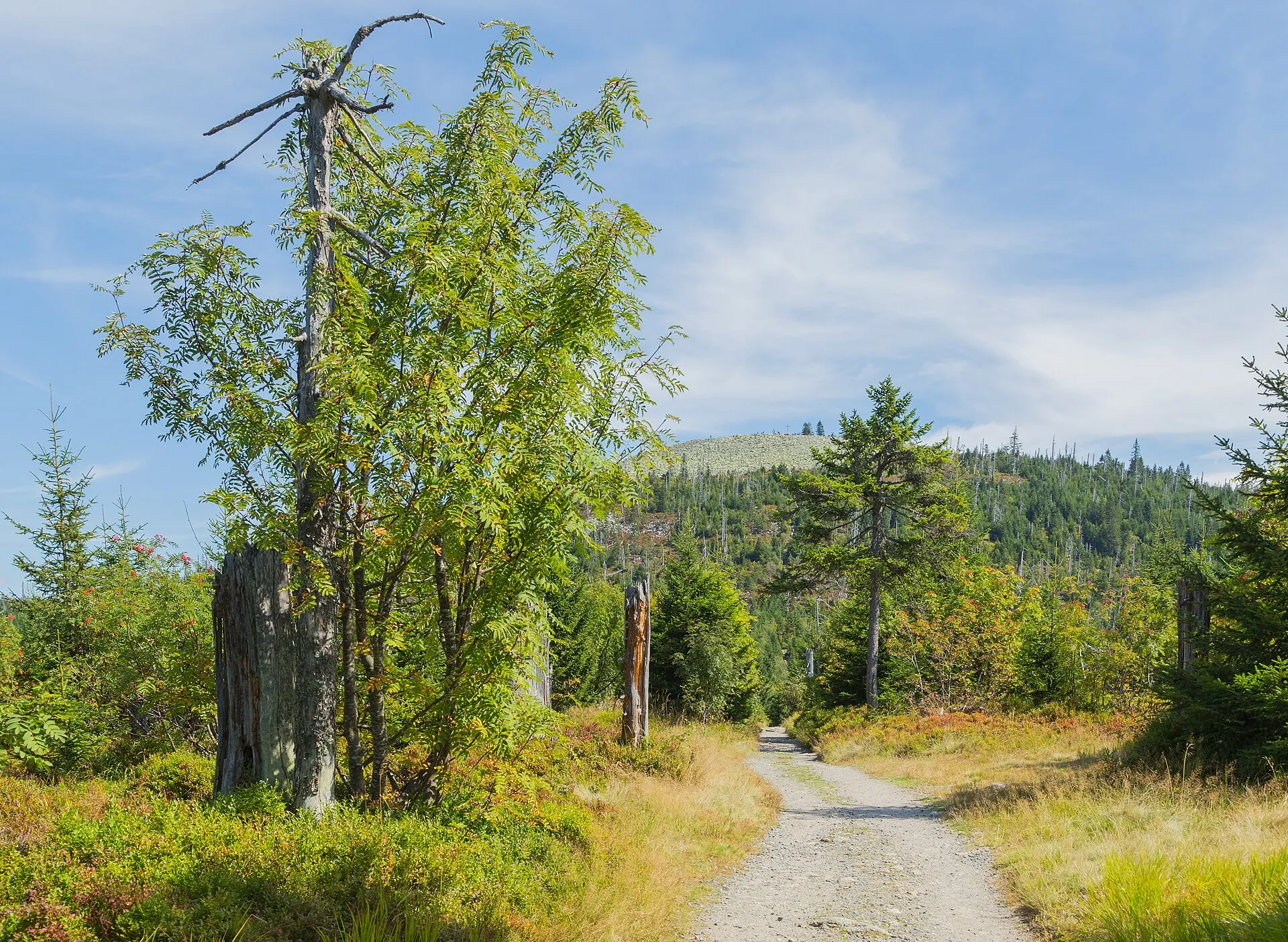 Nationalpark Bayerischer Wald'da Lusen bölgesinde çakıllı yürüyüş yolu, kurumuş ağaç gövdeleri ve arka planda ormanlık tepeler