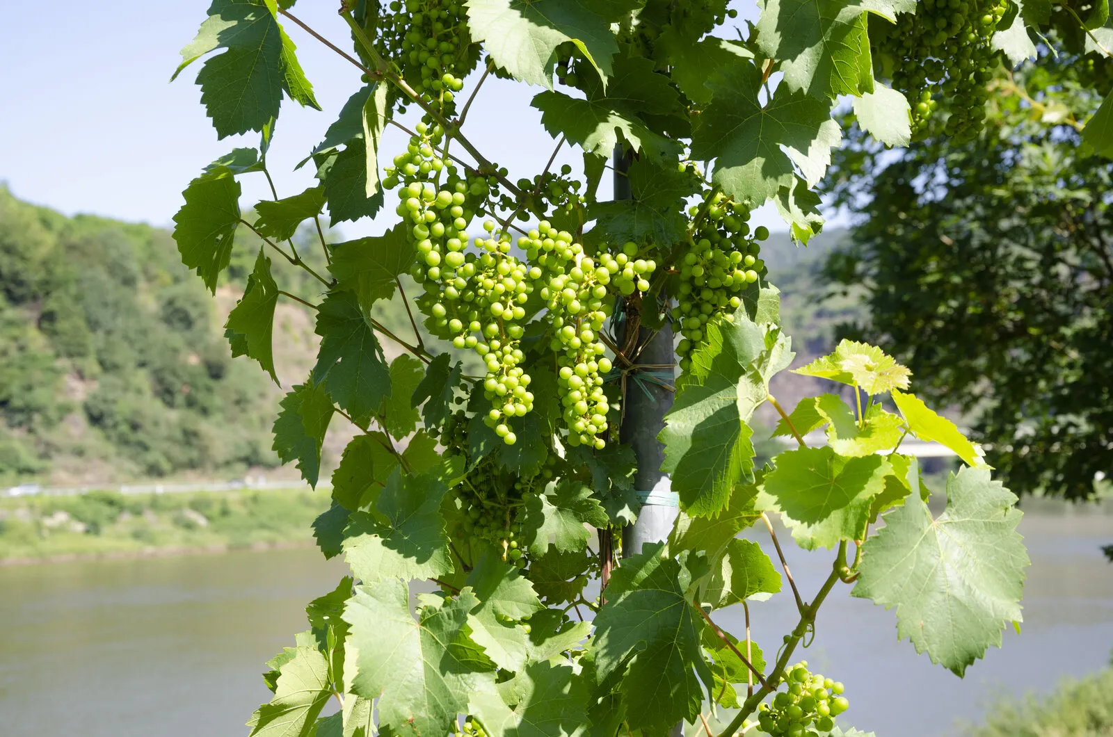 Mosel bağlarında hasada yakın olgun Riesling üzüm salkımları