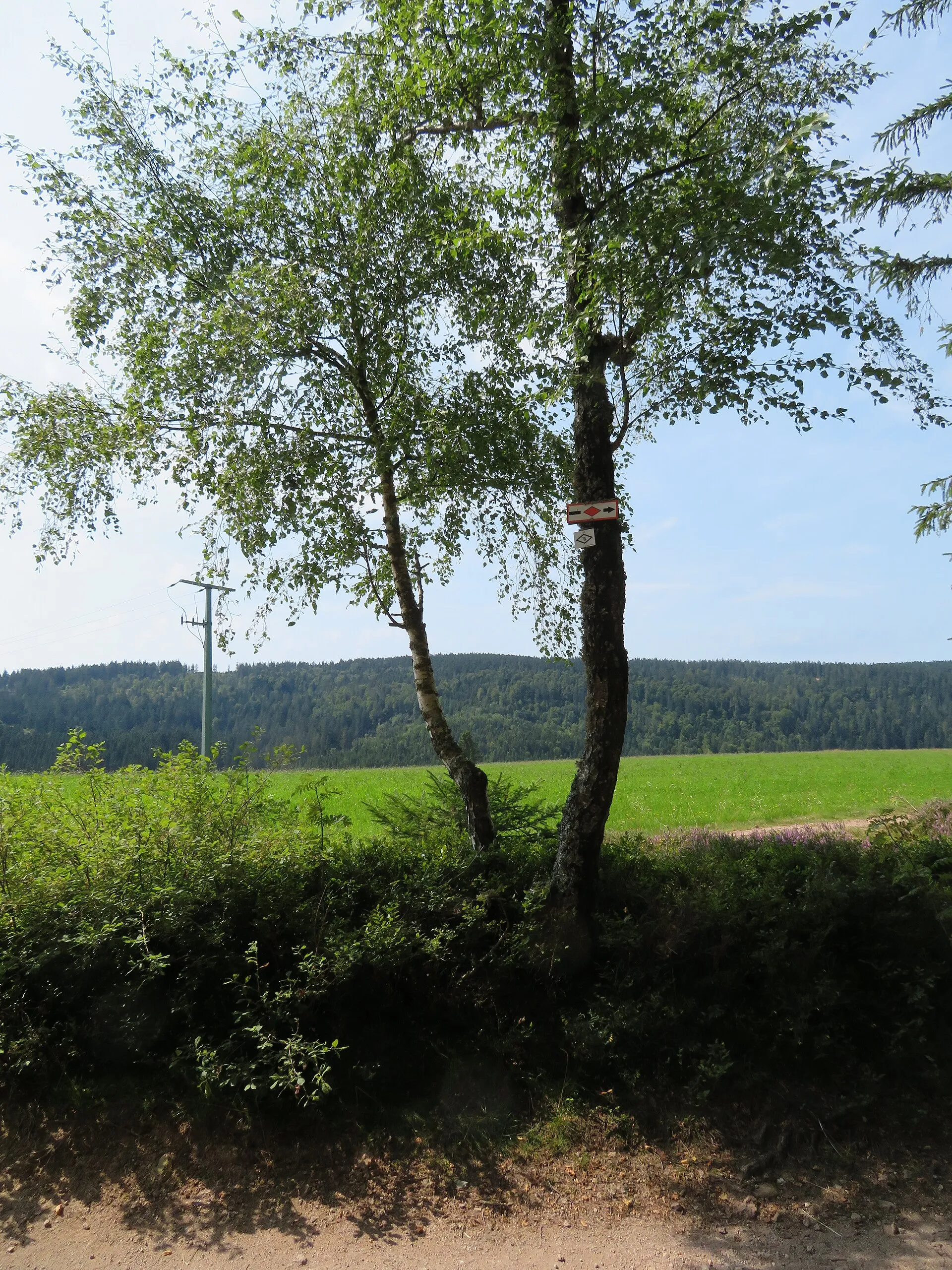 Schwarzwald'da bir ağaç gövdesine tutturulmuş kırmızı elmas şekilli Wanderweg işaret tabelası, arka planda tarla ve orman manzarası